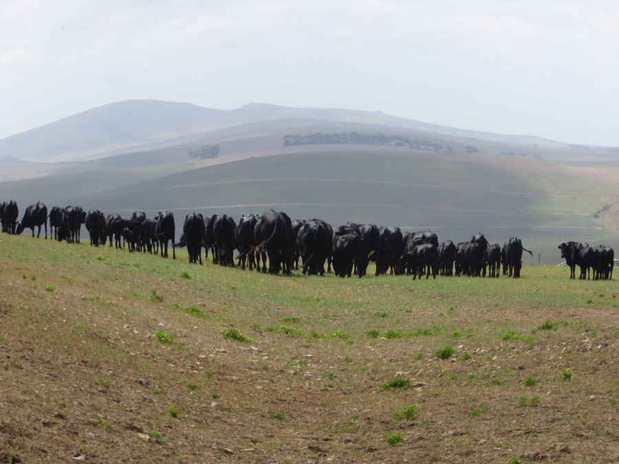 2 Bedroom Property for Sale in Swellendam Rural Western Cape